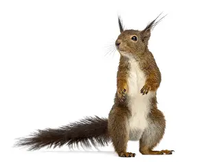Studio Shot Photo Drucke: Red squirrel in front of a white background