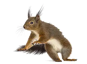Bright Background Photography Drucke: Red squirrel in front of a white background