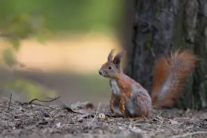 Rodent Animal Pictures Drucke: Red squirrel in the wild in the forest
