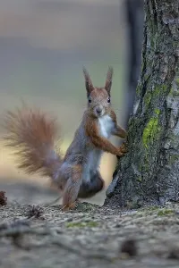 No People Forest Landscape Photo Drucke: Red squirrel in the wild in the forest