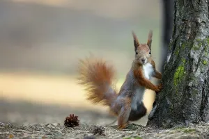 Nature Landscape Scenery Drucke: Red squirrel in the wild in the forest