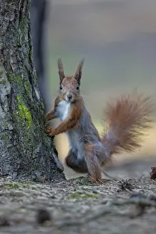 Forest Wildlife Photography Drucke: Red squirrel in the wild in the forest