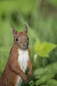 Forest Wildlife Photography Drucke: Red squirrel in the wild in the forest