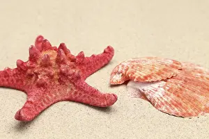 Red Starfish Drucke: Red starfish and shell on sandy background