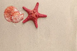 Mediterranean Sea Life Drucke: Red starfish and shell on sandy background