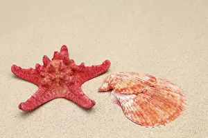 Red Starfish Drucke: Red starfish and shell on sandy background