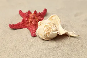 Red Starfish Drucke: Red starfish and shell on sandy background