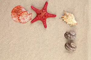 Red Starfish Drucke: Red starfish and shell on sandy background