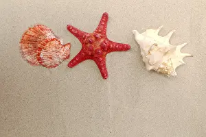 Bivalve Shells Drucke: Red starfish and shells on sandy background