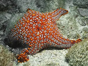 Wildlife Photography Costa Rica Drucke: A red starfish with striking patterns