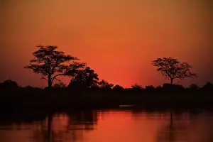 Backlit Nature Photography Drucke: Red sunset, trees reflected in the water