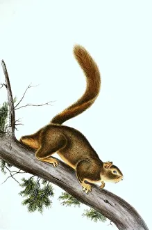 Rotschädelmarmotte (Sciurus granatensis)