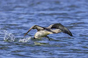 Svalbard Wildlife Drucke: Red-throated loon, red-throated diver (Gavia stellata) adult in breeding plumage taking off from lake in summer