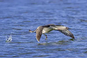 Svalbard Wildlife Drucke: Red-throated loon, red-throated diver (Gavia stellata) adult in breeding plumage taking off from lake in summer