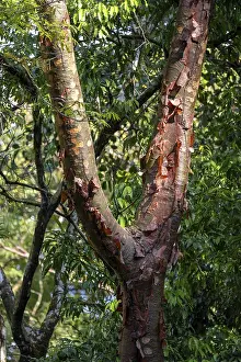 Corcovado National Park Drucke: Red tree bark peeling off the trunk
