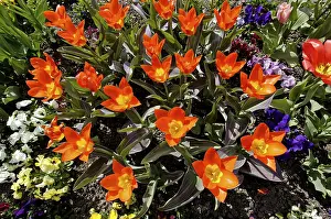 Open Air Nature Scenes Drucke: Red tulips from above
