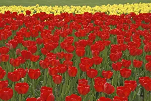 Red Tulips Drucke: Red tulips