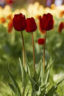Red Tulips Drucke: Three red tulips