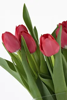 Red Tulips Drucke: Red tulips