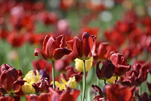 Red Tulips Drucke: Red tulips