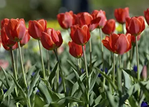 Nature Images Drucke: Red tulips in bed