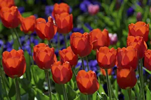 Red Tulip Close Up Drucke: Red tulips in bed