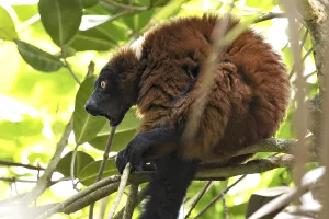Red Coloured Wildlife Drucke: Red vari sitting in branches and watching and screaming