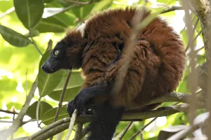Red Ruffed Lemur Drucke: Red vari sitting and watching in branches