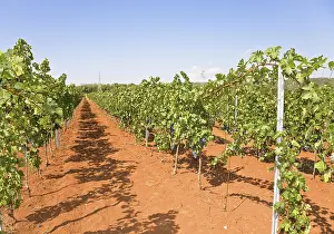 Red Wine Production Drucke: Red vines