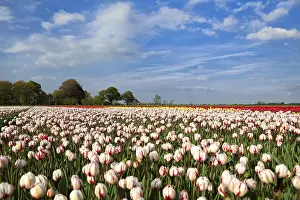 Vernal Flower Bloomers Drucke: Red and white tulipd on Dutch spring fields