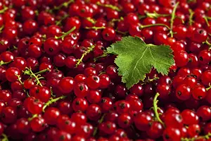 Organic Fruit Background Drucke: Redcurrant or red currant berries close up texture background