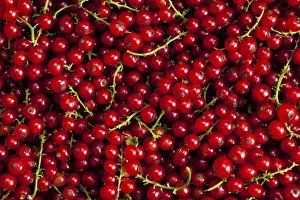 Nature Close Up Shots Drucke: Redcurrant or red currant berries close up texture background