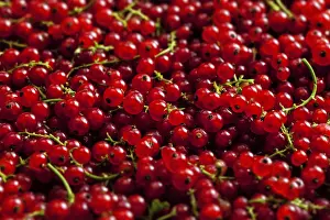 Close Up Red Berries Drucke: Redcurrant or red currant berries close up texture background