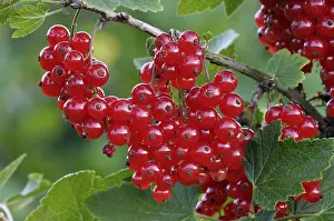 Red Coloured Berries Drucke: Redcurrant, Ribes rubrum