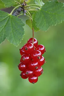 Red Currant Recipes Drucke: Redcurrant, Ribes rubrum