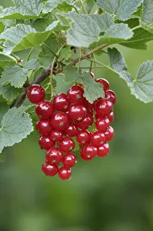 Red Currant Recipes Drucke: Redcurrant, Ribes rubrum
