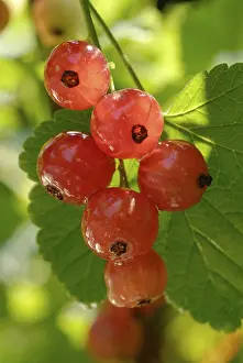 Close Up Photography Drucke: Redcurrant Ribes rubrum