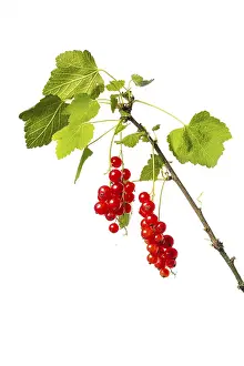 Redcurrant Fruit Drucke: Redcurrant (Ribes rubrum), fruit