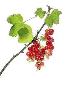 Redcurrant Fruit Drucke: Redcurrant (Ribes rubrum), fruit