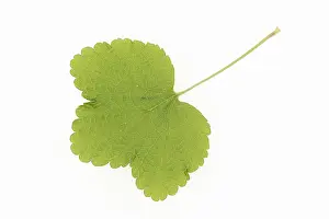 Ribes Rubrum Plant Drucke: Redcurrant (Ribes rubrum), leaf on white background