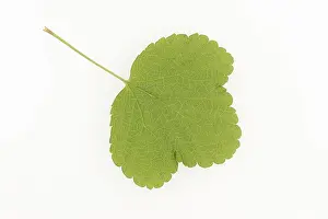 Ribes Rubrum Plant Drucke: Redcurrant (Ribes rubrum), leaf on white background