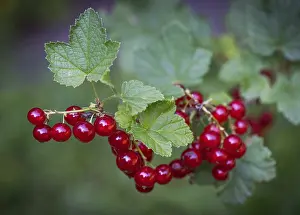 German Berries Drucke: Redcurrant or (Ribes rubrum), Stuttgart