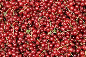 Redcurrant Fruit Drucke: Redcurrants