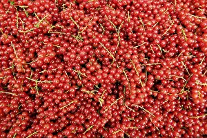 Vitamin Rich Berries Drucke: Redcurrants