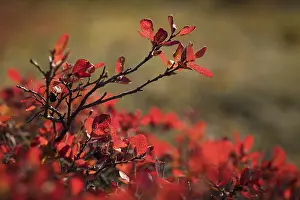 Autumn In Iceland Drucke: Reddish discoloured leaves on a shrub