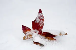 Uninhabited Woods Drucke: Redleaf in the snow