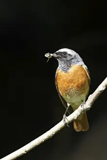 Drucke von Rotstern mit Insekt vor dem Nestkasten Gartenrotschwanz Drucke: Rotkehlchen mit Insekt vor dem Nestkasten.