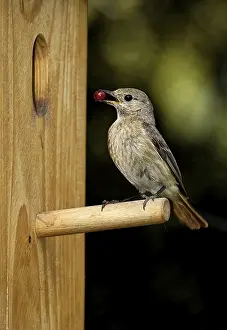 Drucke von Rotstern am Nestkasten Gartenrotschwanz Drucke: Rotkehlchen am Nestkasten.