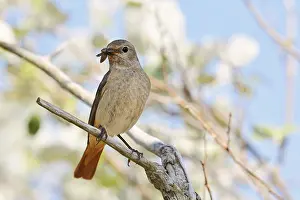 Drucke von Rotkehlchen (Phoenicurus phoenicurus), weibliches Tier sitzt auf einem Ast mit Insekten im Schnabel, Nordrhein-Westfalen, Deutschland Gartenrotschwanz Drucke: Rotkehlchen (Phoenicurus phoenicurus)
