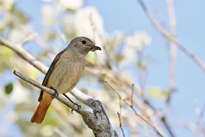 Drucke von Eine weibliche Rotkehlchen sitzt auf einem Zweig und hält Insekten in ihrem Schnabel, Nordrhein-Westfalen, Deutschland Gartenrotschwanz Drucke: Weibchen des Rotkehlchens (Phoenicurus phoenicurus) sitzt auf einem Ast mit Insekten im Schnabel